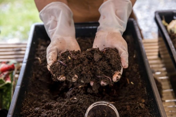 Comment optimiser la production de compost liquide avec votre lombricomposteur ?
