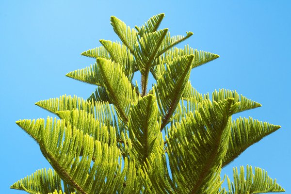 Quelles astuces pour démarrer un projet de restauration écologique dans une zone naturelle près de chez vous ?
