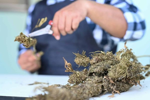 Quelles sont les différentes façons de consommer les fleurs de cannabidiol ?